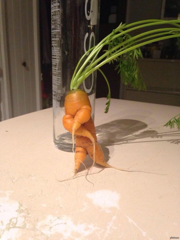 морковь смешная