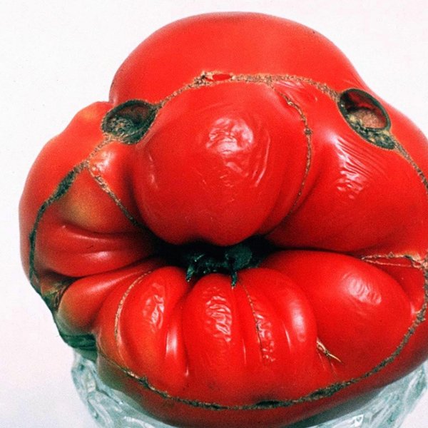 лотарингская красавица томат