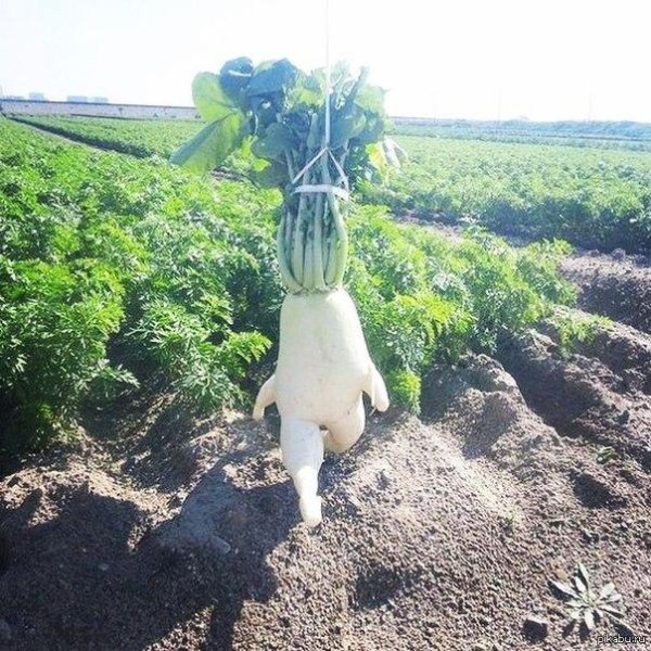 овощи приколы