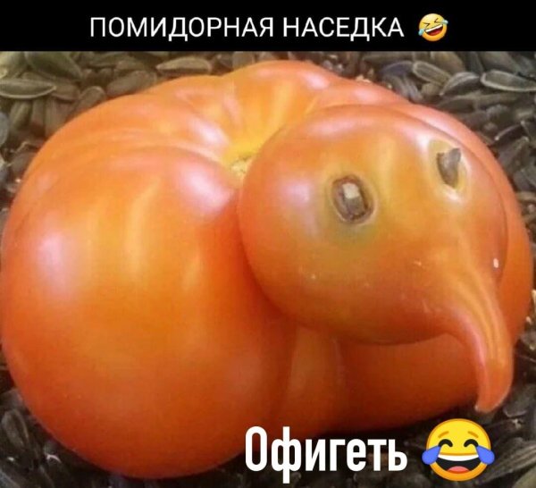 красивые помидоры