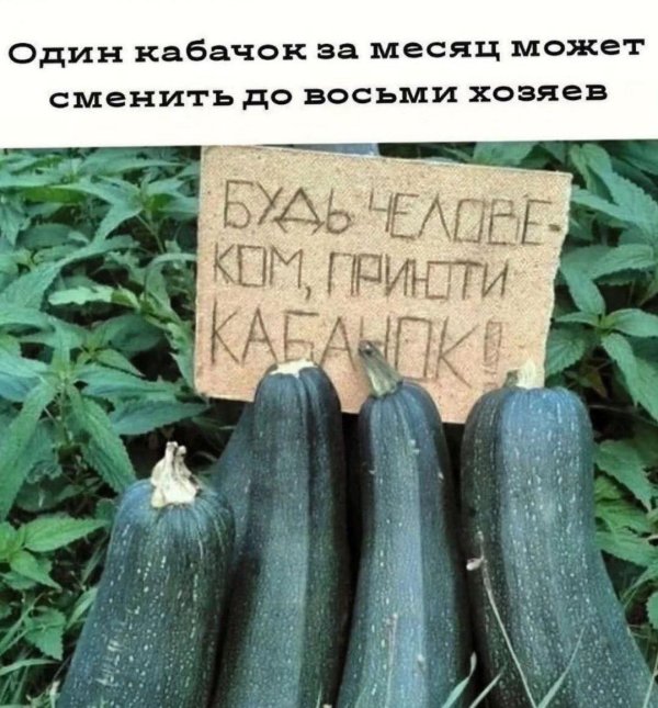 кабачки сорта