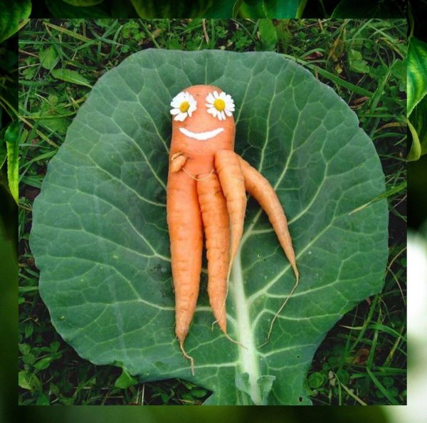 морковь смешная