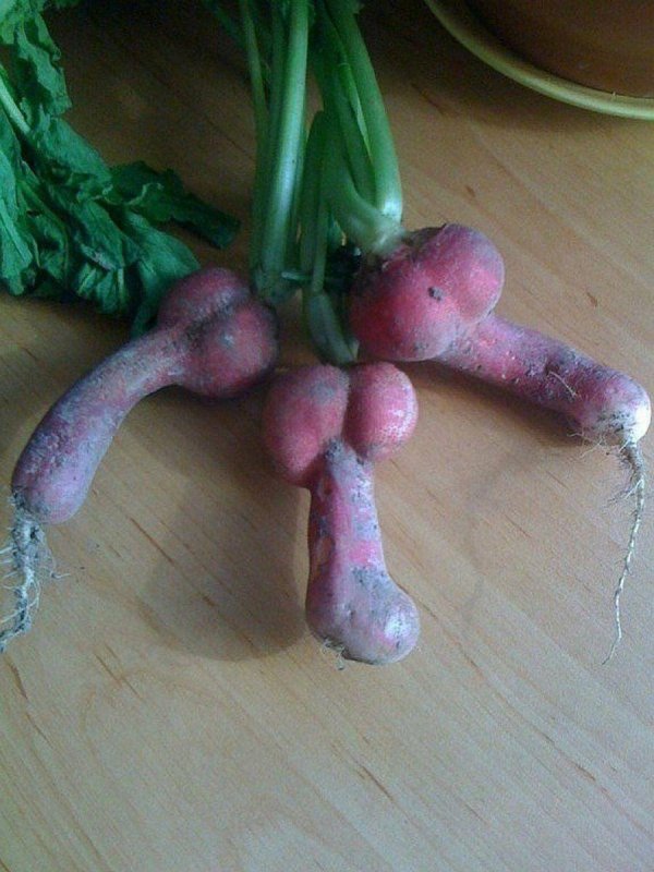 овощи в виде члена