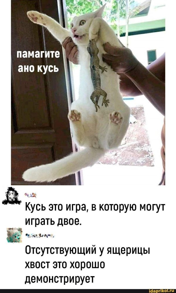 кусь кота