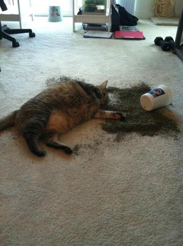 кот после кошачьей мяты