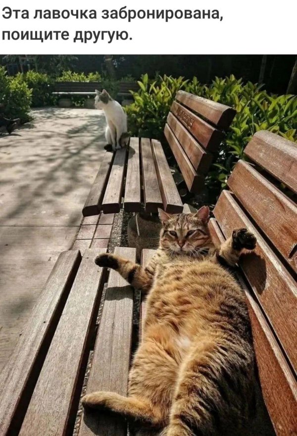 смешные коты и собаки