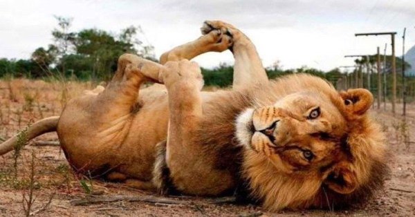 смешная львица