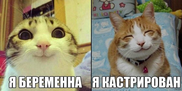 котяков мемы