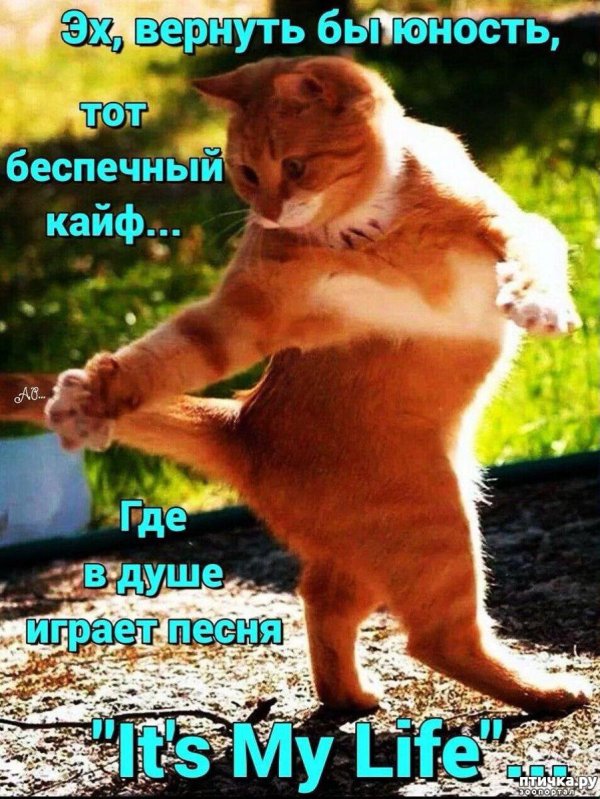 танцующие котики