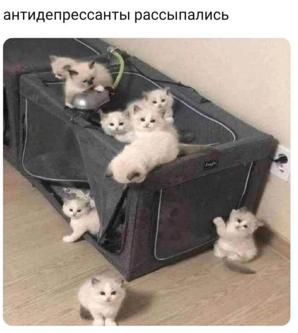 очаровательные котята