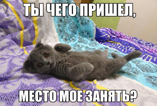 эти котики