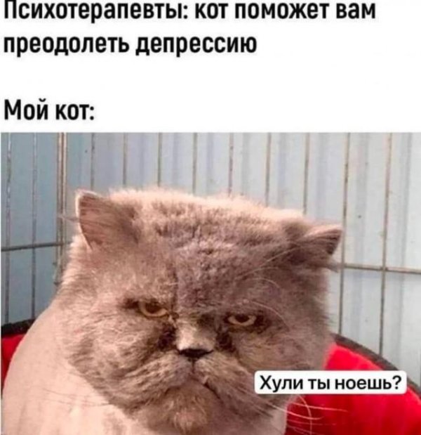 кот психотерапевт