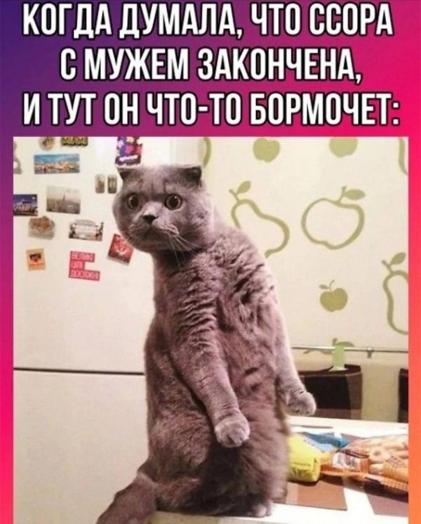 смешная кошка