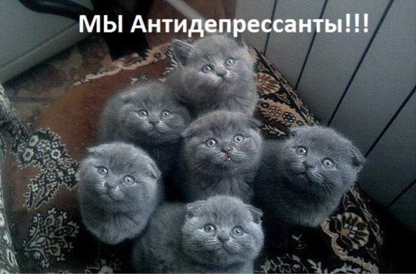 шотландская вислоухая голубая