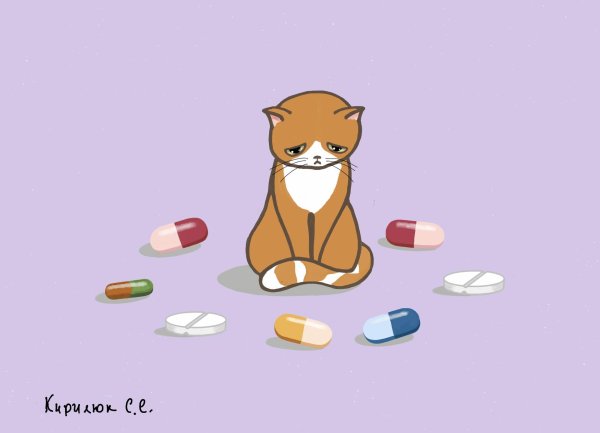 кот с таблетками