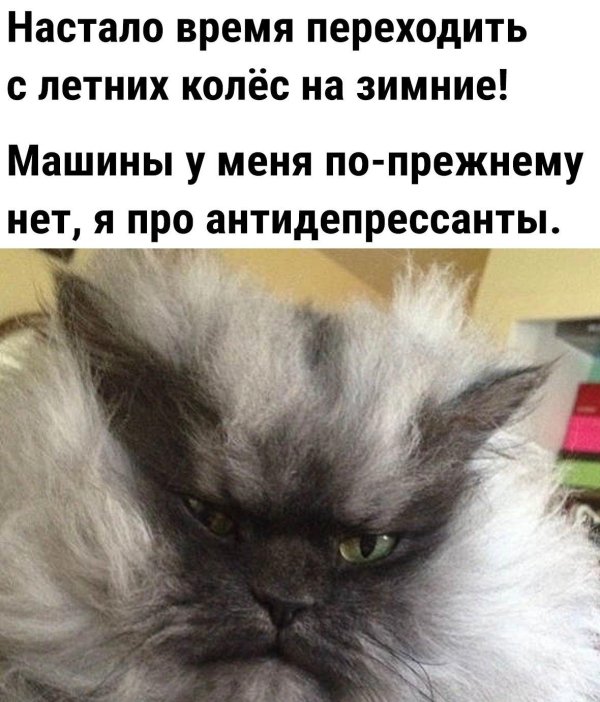 полковник мяу