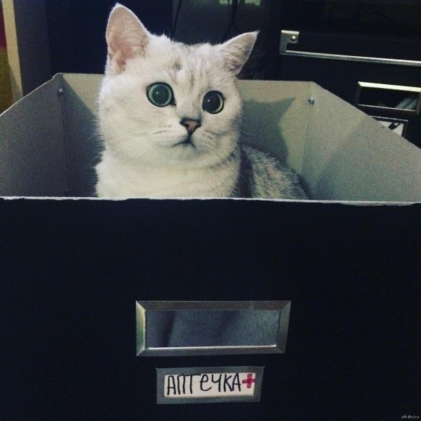 британская шиншилла коби