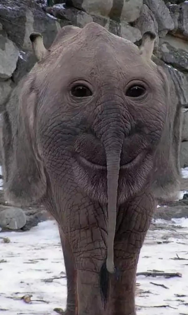 странные животные