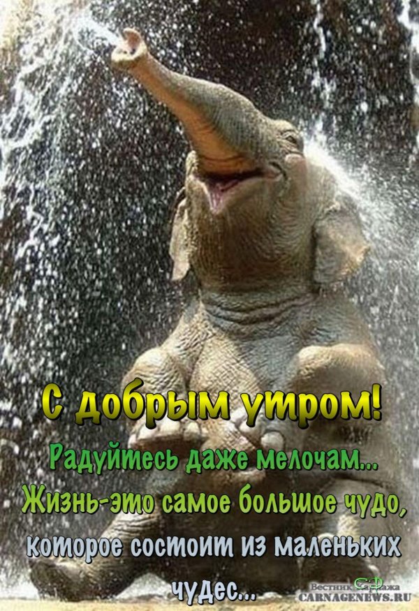 довольный слоненок