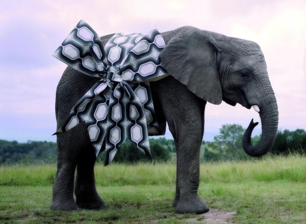 африканские слоны