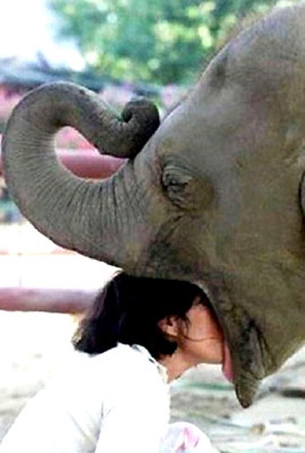 поцелуй слона