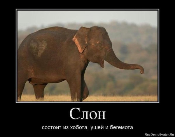 азиатский индийский слон