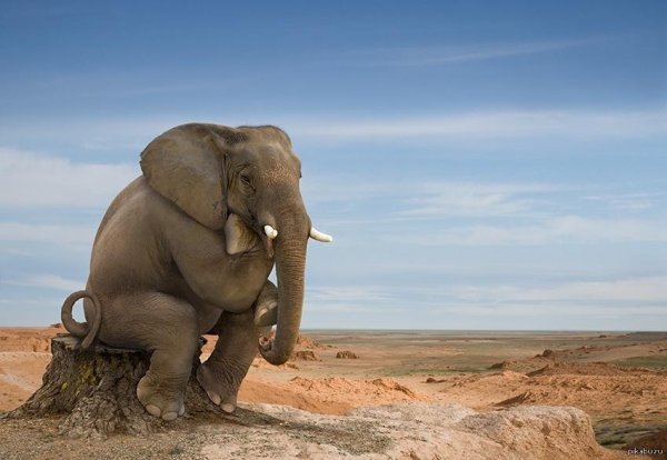 африканские слоны