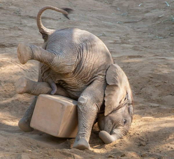 маленькие слоники