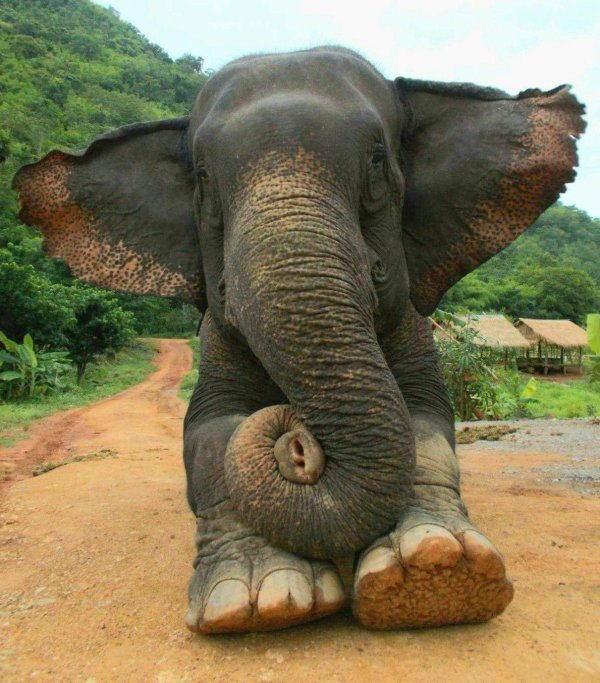 индийские слоны хоботные