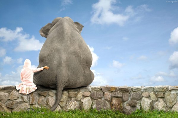 слон большой