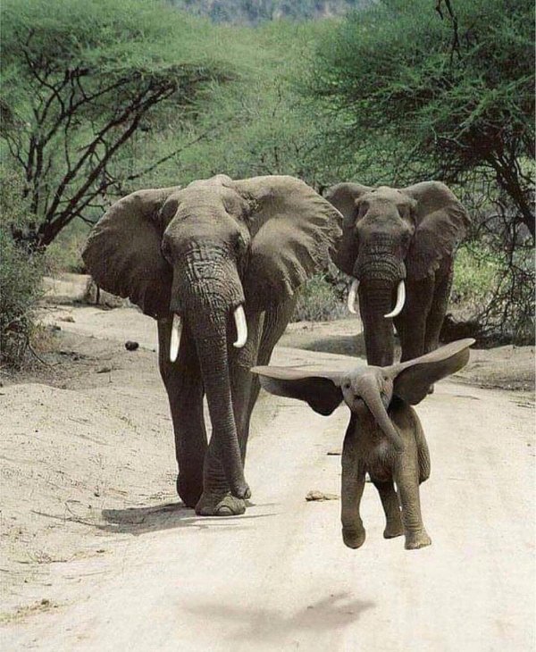 elephants cant jump