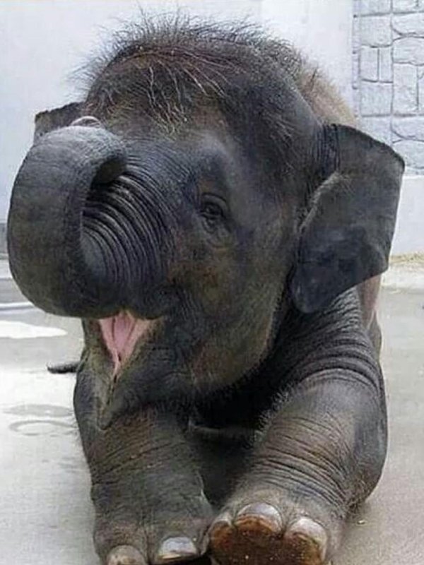 маленькие слоники