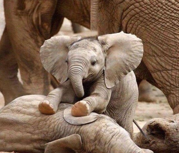 маленькие слонята