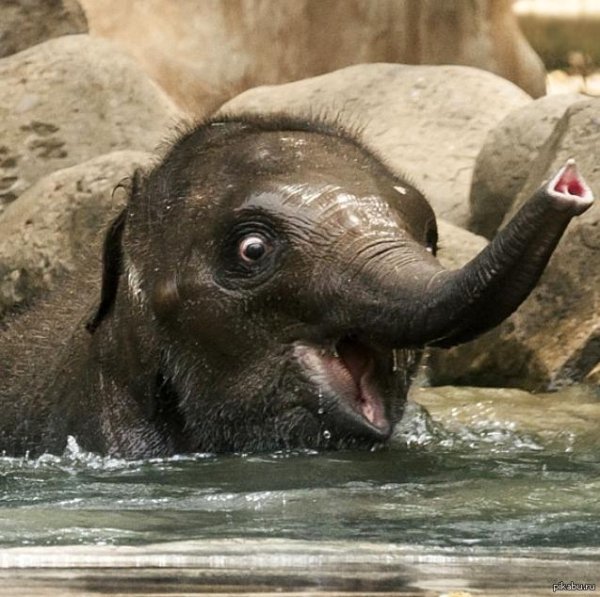 маленькие слонята