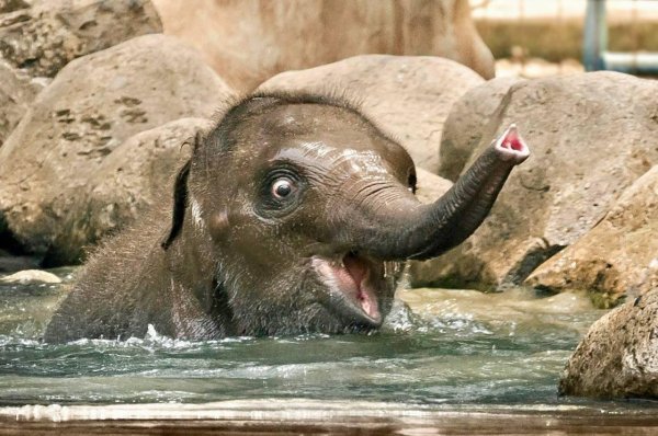 смешные слоны