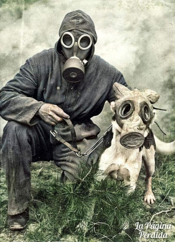 собака в противогазе