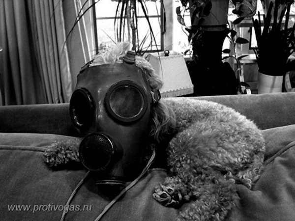 кот в противогазе
