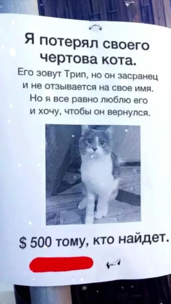 я потерял своего тупого кота
