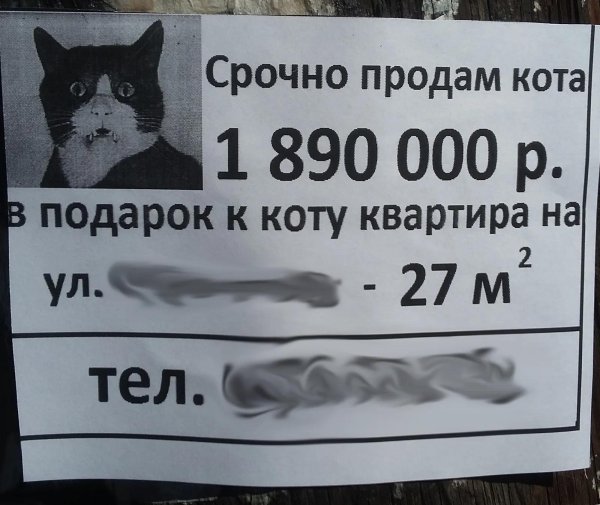 продается кот