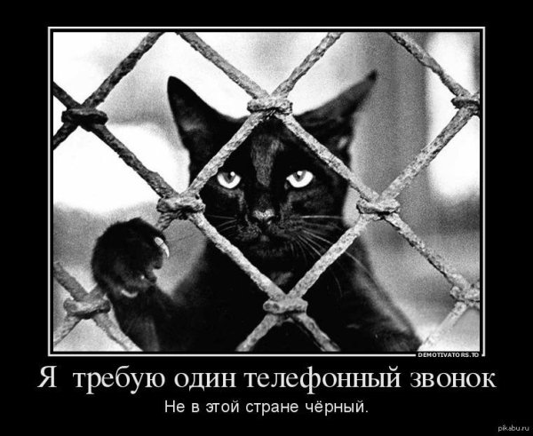 чëрная кошка