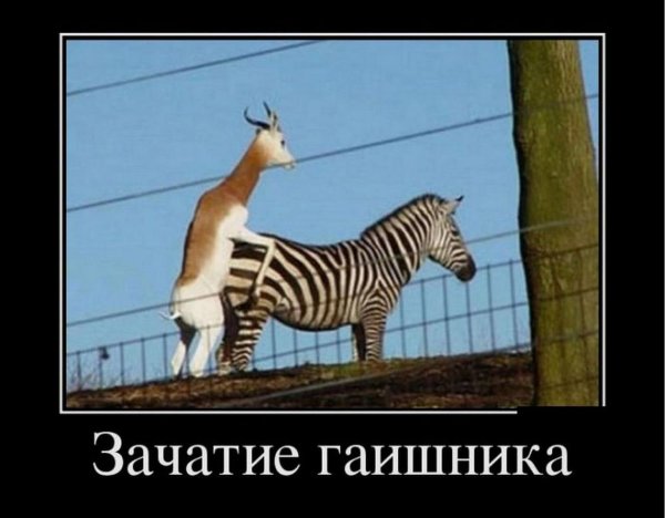 Ржака