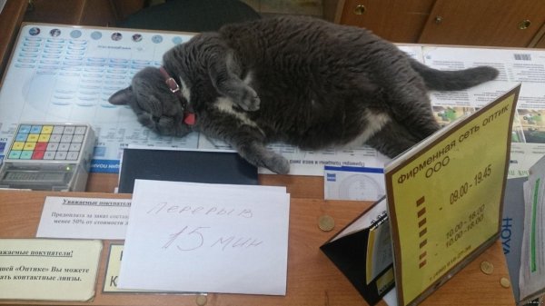 ленивые коты