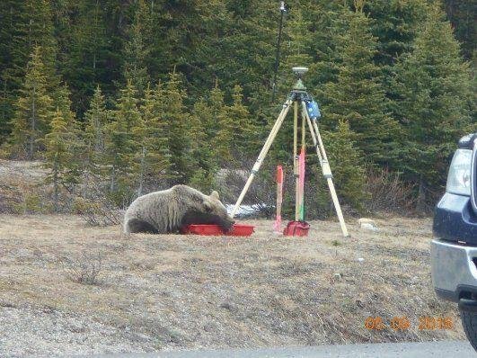 медведь гризли