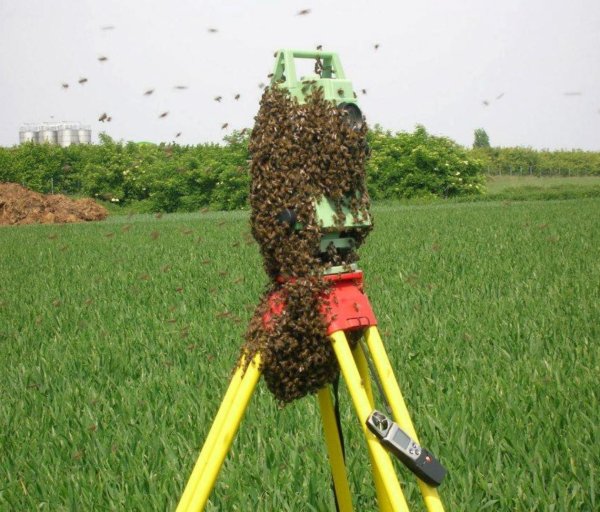 пчелиный рой