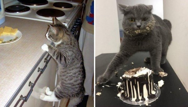 шкодливый кот