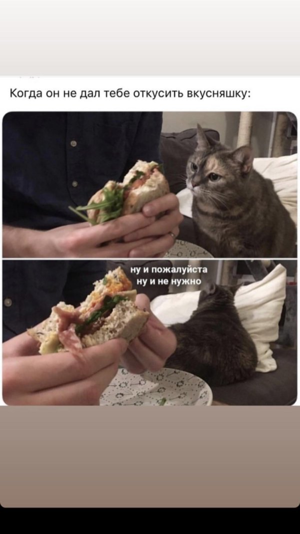 прикольные мемы с котами