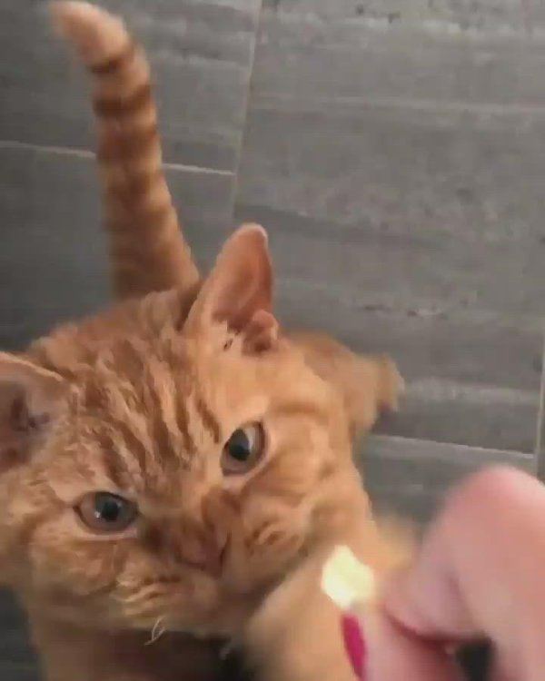 рыжий кошка