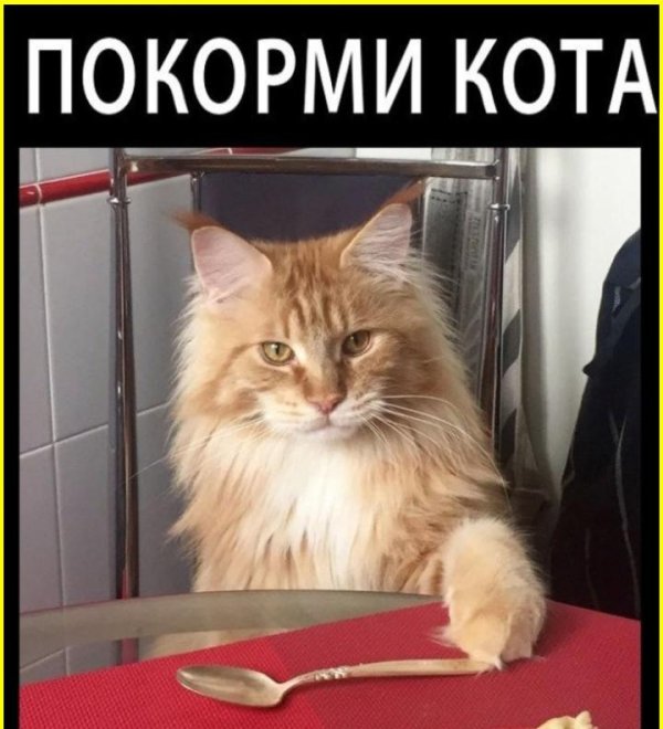 накормить кота