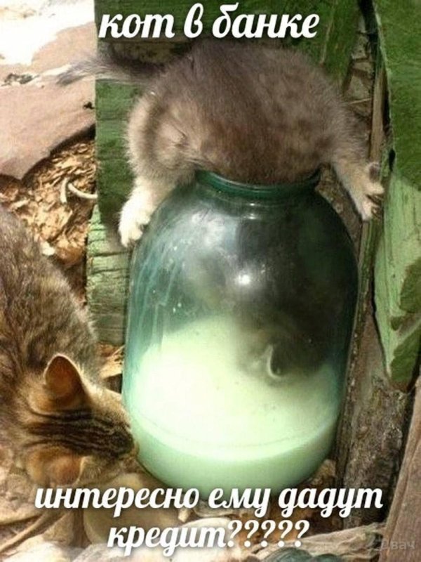коты в банке