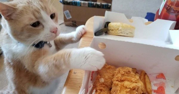 голодные коты